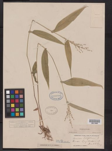 Panicum latifolium