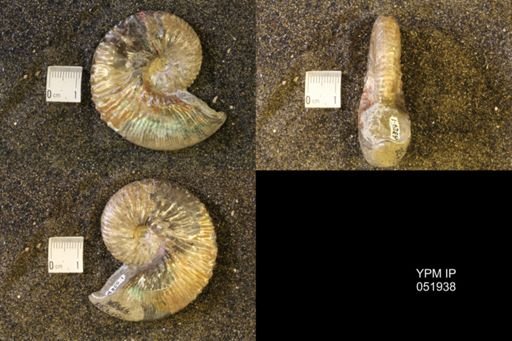 Hoploscaphites nicolletii