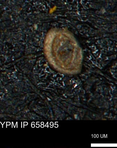 Spirolocammina subcircularis
