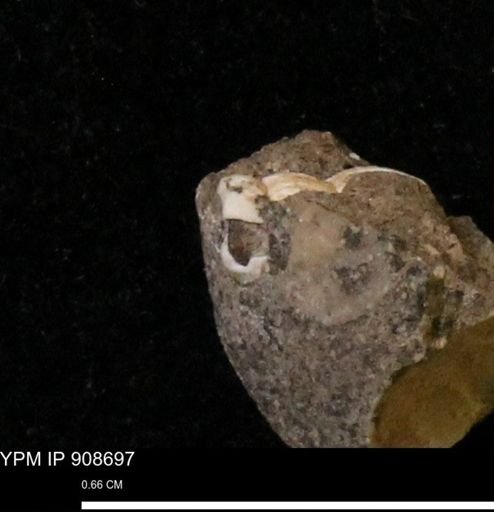 undet. Turritellidae
