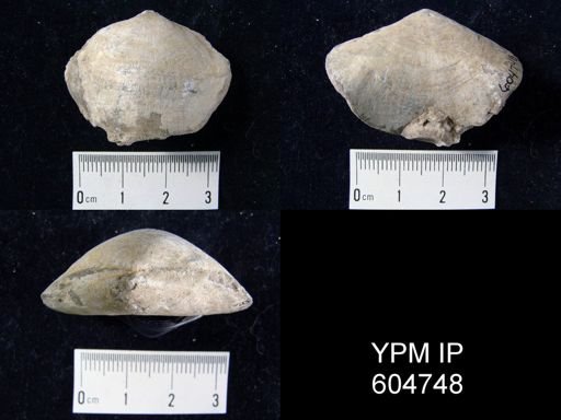 undet. Brachiopoda