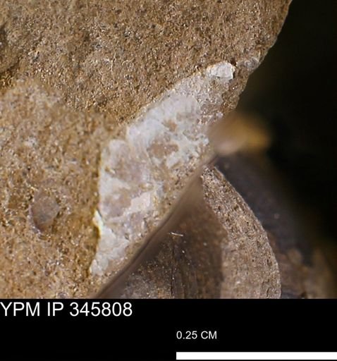undet. Mollusca