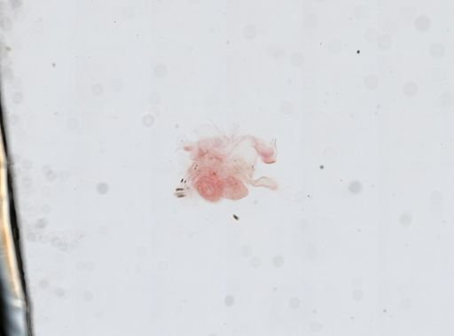 Artemia