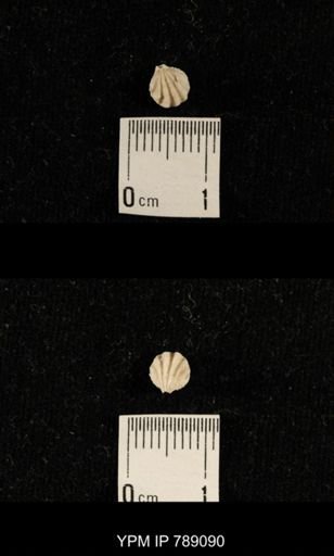 undet. Brachiopoda