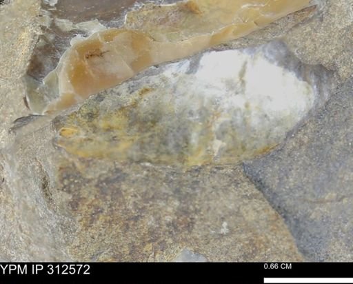 Pseudoptera subtortuosa
