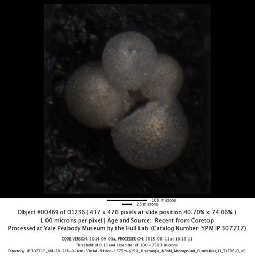 undet. Foraminiferida