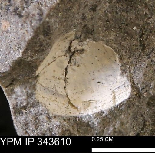 undet. Bivalvia