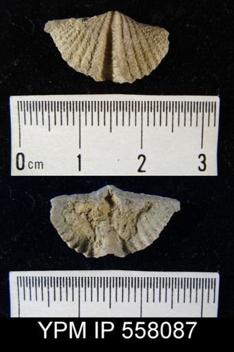 Mucrospirifer sp.