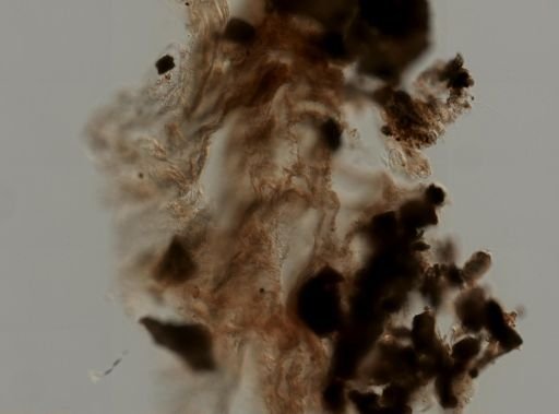 Ircinia cf. fasciculata
