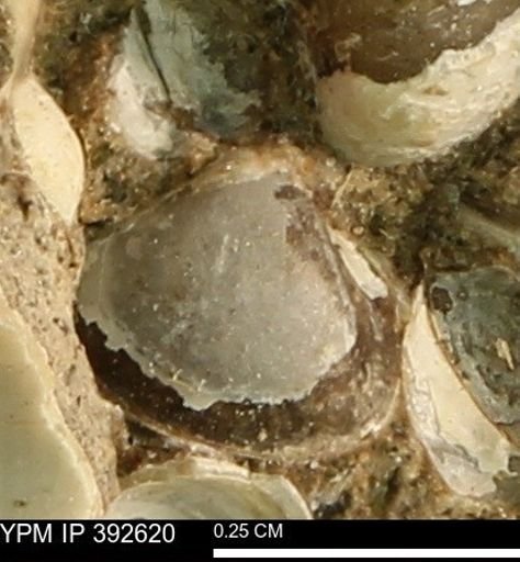 Protocardia subquadrata
