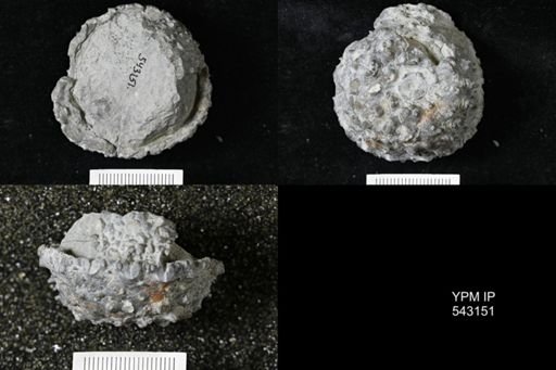 Megistocrinus nodosus?