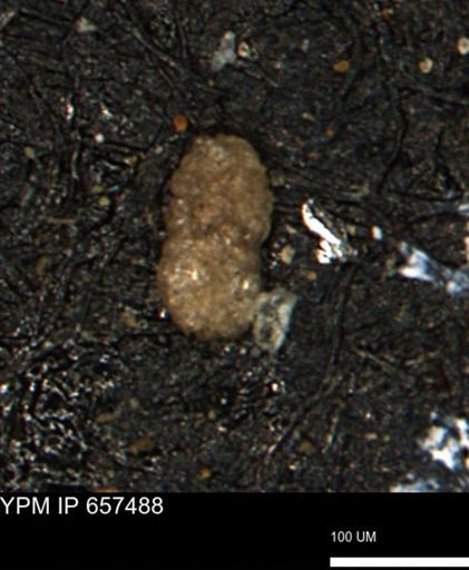 Ammobaculoides whitneyi