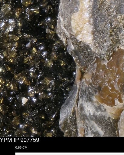 undet. Mollusca