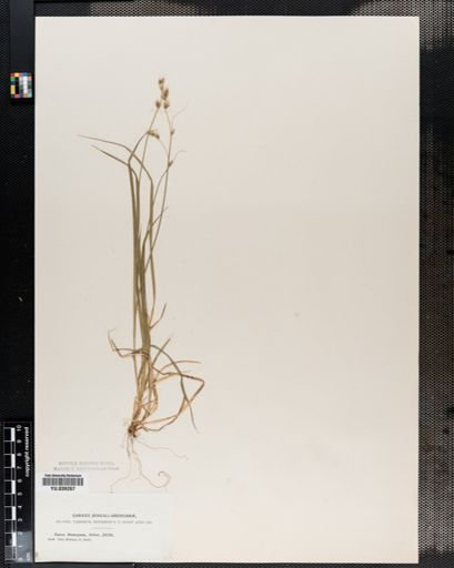 Carex deweyana