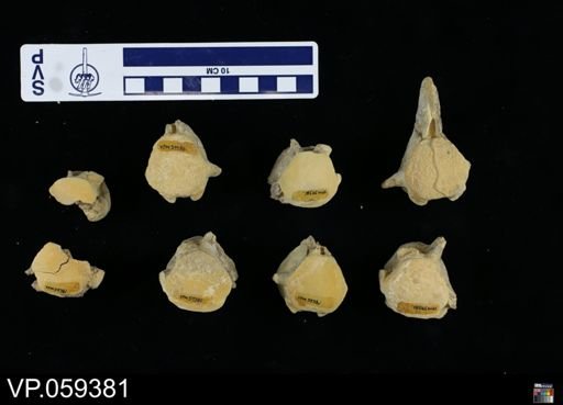 Platecarpus