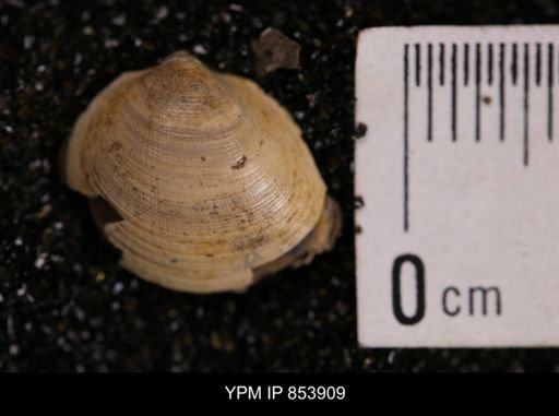 Limopsis striatopunctatus