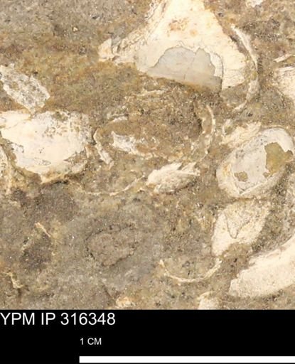 undet. Mollusca