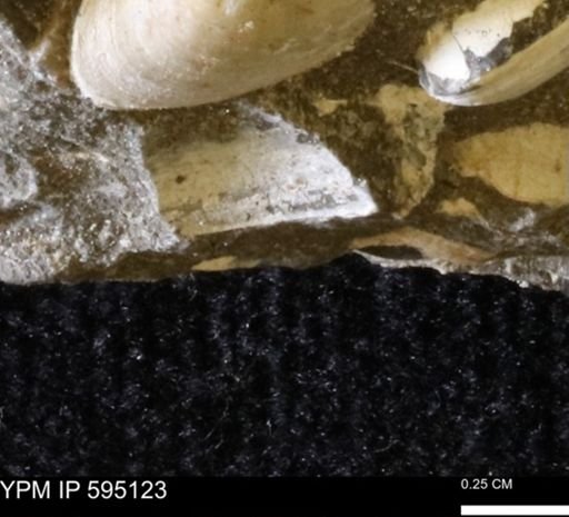 Protocardia sp.