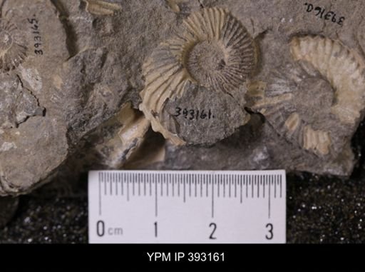 undet. Scaphitidae
