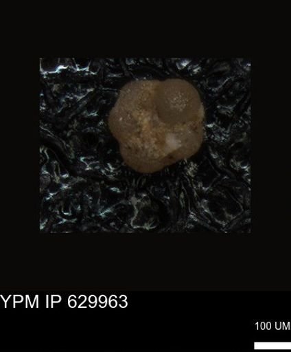 undet. Foraminiferida