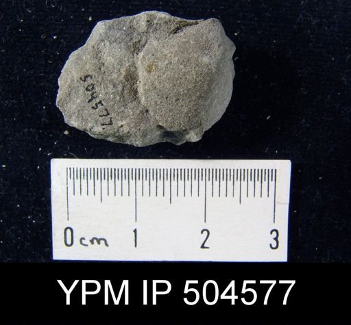 undet. Brachiopoda