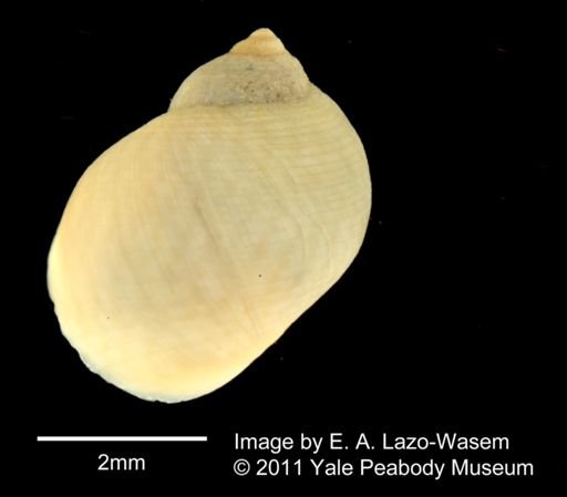 Littorina ventricosa
