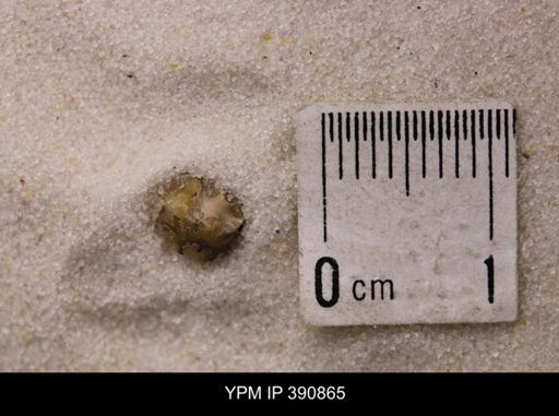 Baculites sp.
