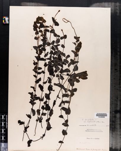 Plantae