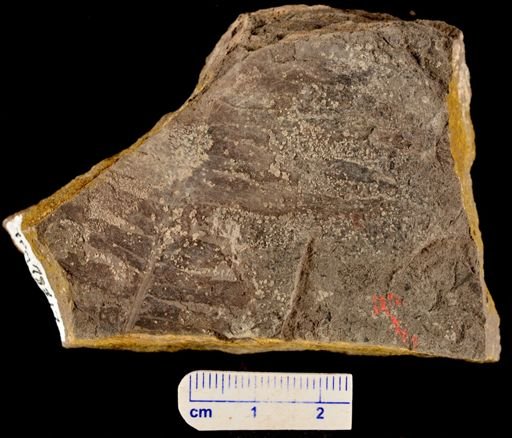 Cladophlebis sp.