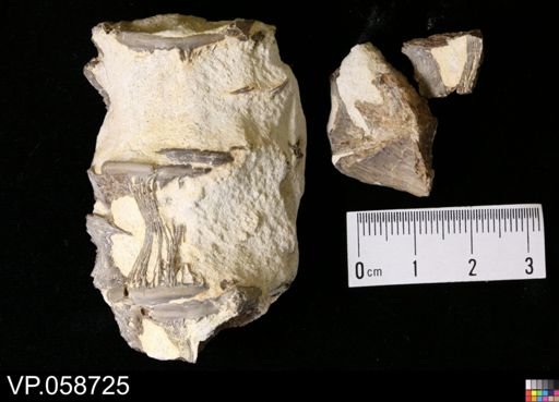 undet. Actinopterygii