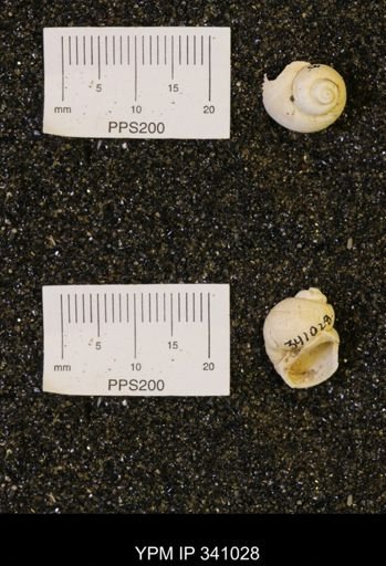 Euspira sp.