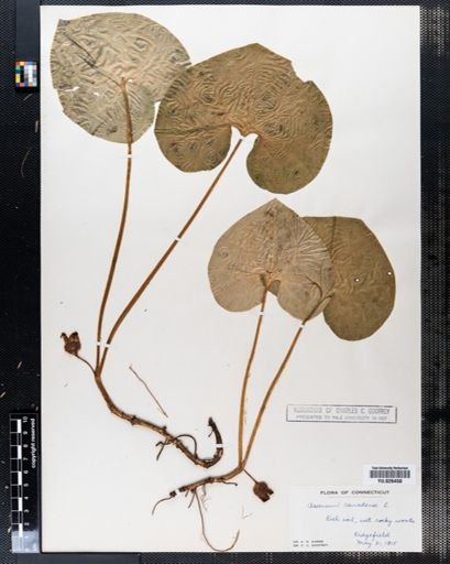 Asarum canadense