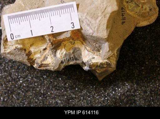 undet. Scaphitidae