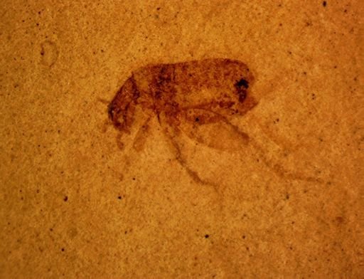undet. Coleoptera