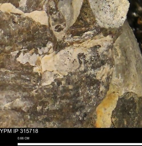 Baculites eliasi