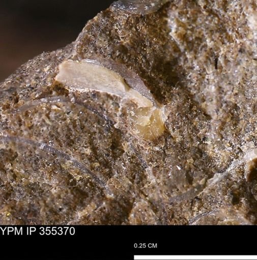 Mollusca