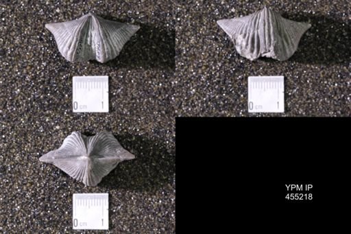 Platystrophia acutilirata