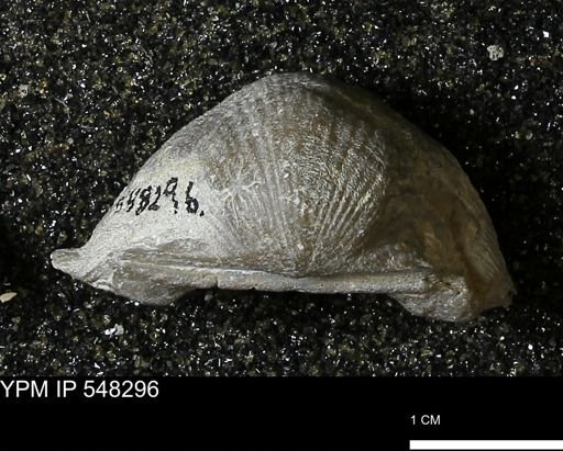 Stropheodonta subnavalis