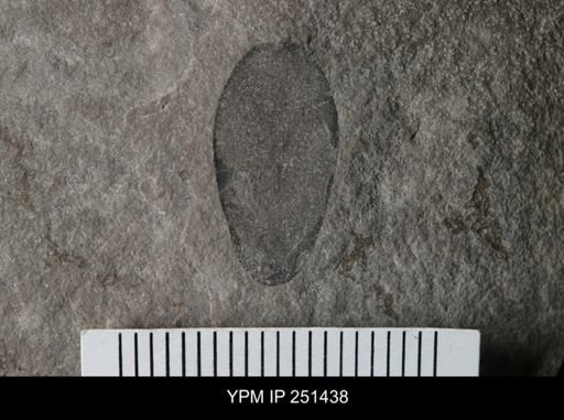 Eurypterus sp.
