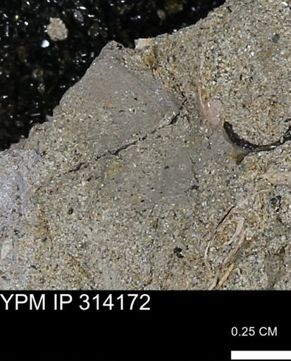 undet. Mollusca