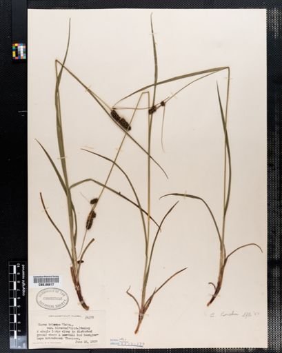 Carex triceps