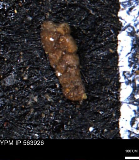 Ammobaculites euides