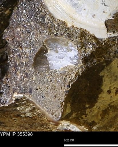 Limopsis sp.