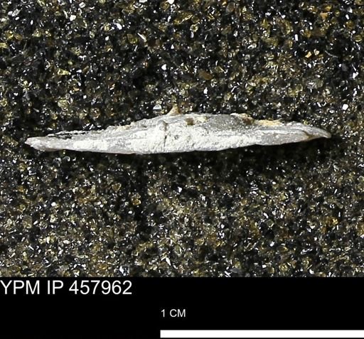 Strophodonta sp.