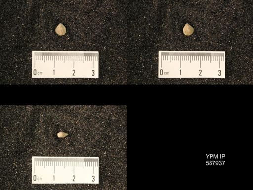 Zygospira modesta