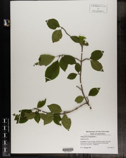 Plantae