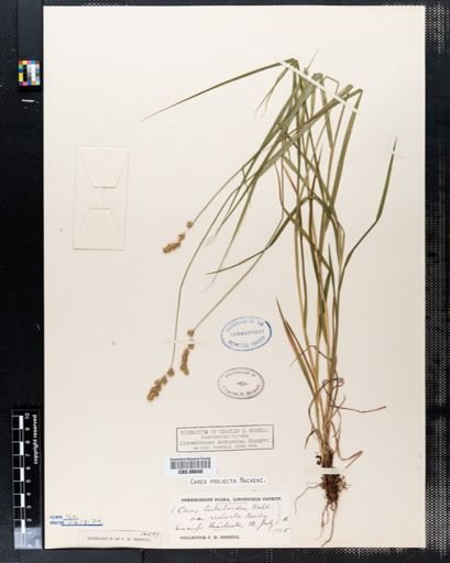 Carex projecta