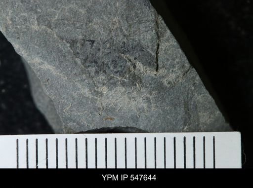 undet. Eurypterida