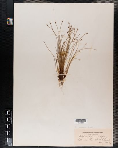Scirpus
