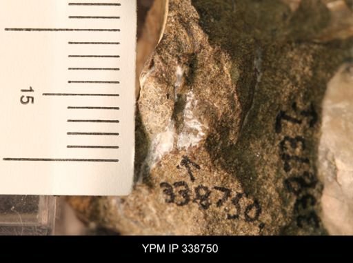 Protocardia subquadrata